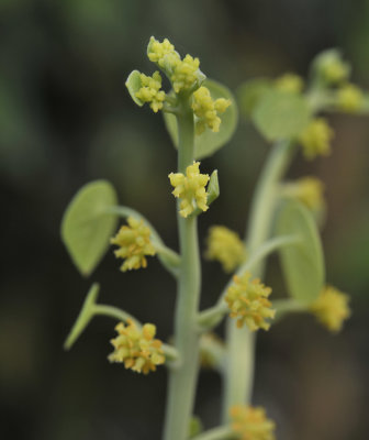 Stephania erecta, Female plant.3.jpg