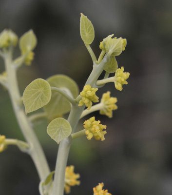 Stephania erecta, Female plant.4.jpg