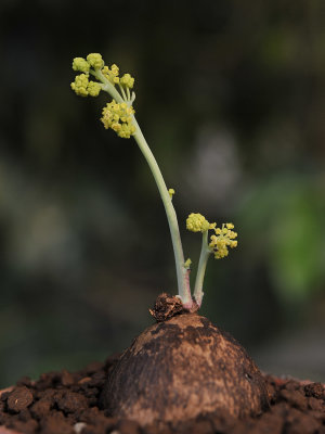 Stephania erecta, Male plant.jpg