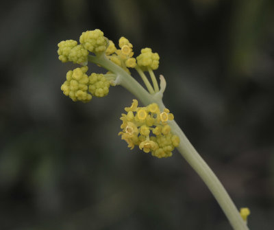 Stephania erecta, Male flowers.jpg