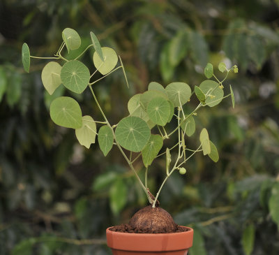 Stephania erecta.2.jpg