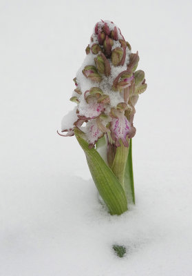 Himantoglossum robertianum.2 Noordwijk.jpg