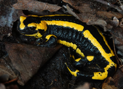 Salamandra salamandra terestris.jpg