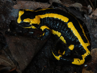 Salamandra salamandra terestris.2.jpg