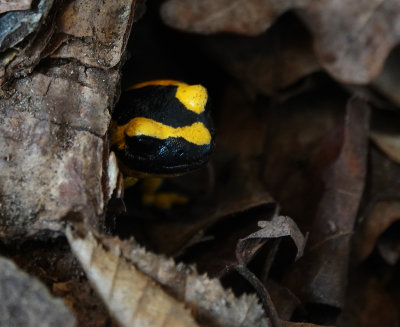 Salamandra salamandra terestris.5.jpg