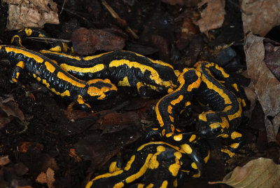 Salamandra salamandra terestris, group.jpg