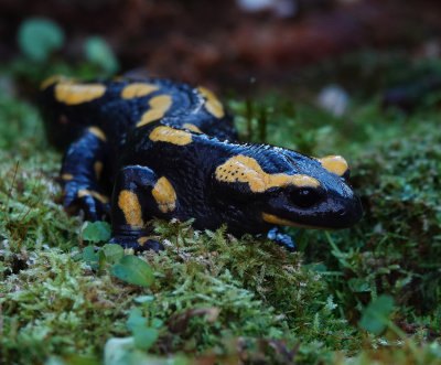 Salamandra salamandra terestris.4.jpg