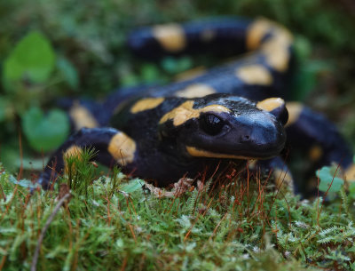 Salamandra salamandra terestris.6.jpg