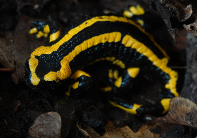 Salamandra salamandra terestris.3.jpg