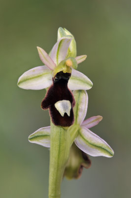 Ophrys balearica.jpg