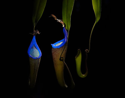 Nepenthes maxima.jpg