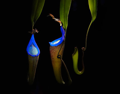 Nepenthes maxima.2.jpg
