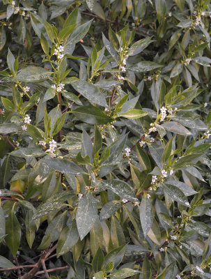 Myoporum laetum..jpg