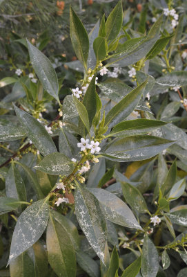 Myoporum laetum. Closer.2.jpg