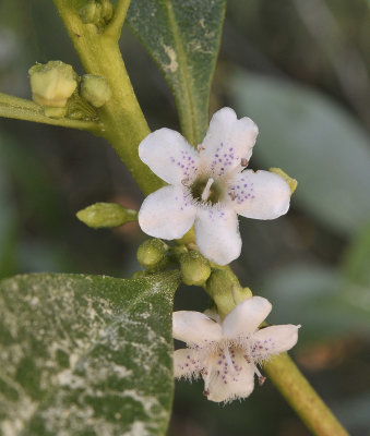 Myoporum laetum. Closer-up.2.jpg