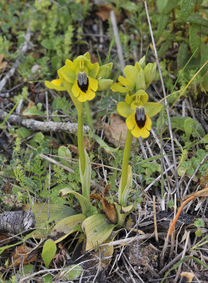 Ophrys lutea