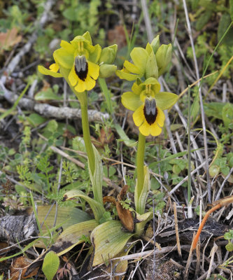 Ophrys lutea