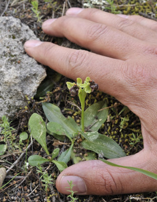 Ophrys bombyliflora. With hand.