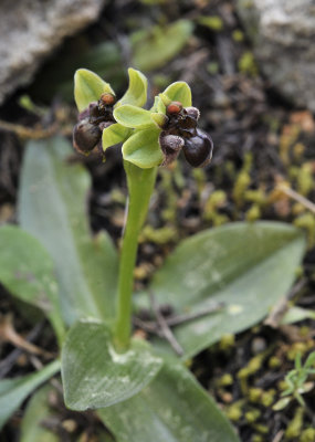 Ophrys bombyliflora. Closer.