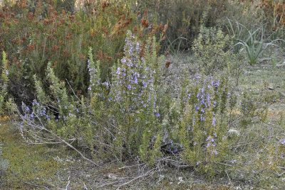 Salvia rosmarinus.jpg