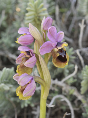 Ophrys tenthredinifera. Closer.