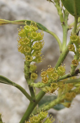 Rhamnus alaternus. Close-up.2.jpg