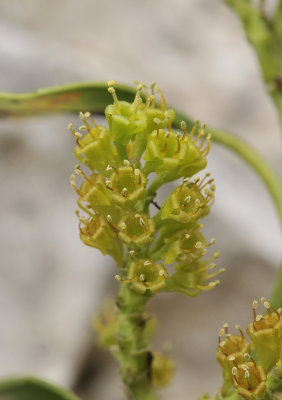 Rhamnus alaternus. Close-up.3.jpg