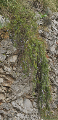 Salvia rosmarinus. Creeping form.3.jpg