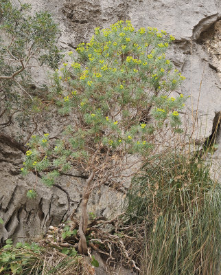 Euphorbia dendroides..jpg