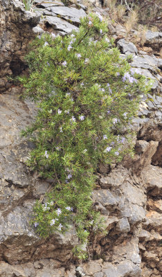 Salvia rosmarinus. Creeping form.jpg