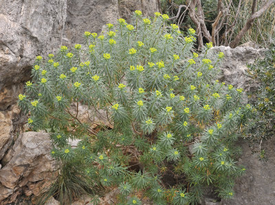 Euphorbia dendroides.2.jpg