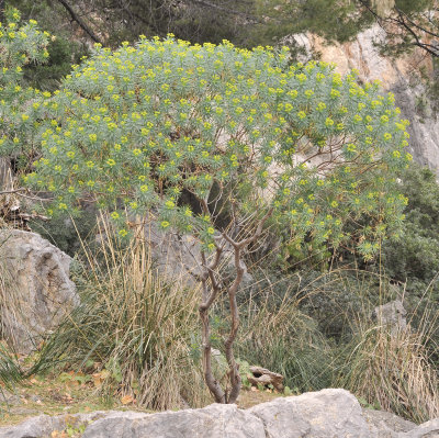 Euphorbia dendroides.3.jpg