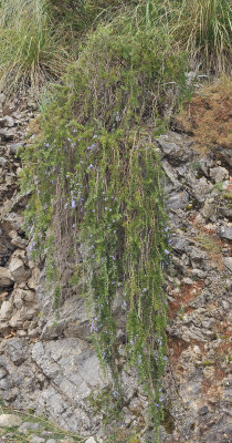 Salvia rosmarinus. Creeping form.2.jpg