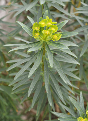 Euphorbia dendroides. Closer.2.jpg