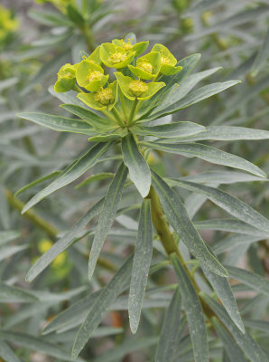 Euphorbia dendroides. Closer.3.jpg