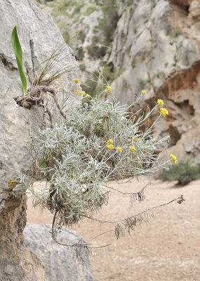Helychrysum stoechas.2.jpg