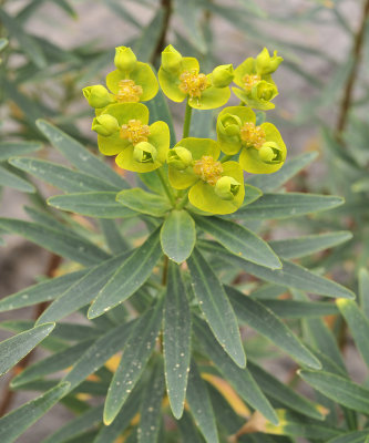 Euphorbia dendroides. Closer.4.jpg