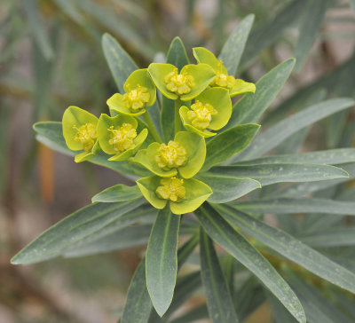 Euphorbia dendroides. Close-up.2.jpg