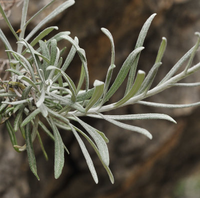 Helychrysum stoechas. Foliage.jpg