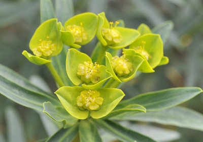 Euphorbia dendroides. Close-up.jpg
