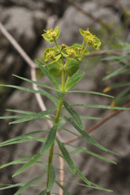 Euphorbia dendroides. Closer.jpg