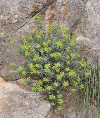 Euphorbia characias..jpg