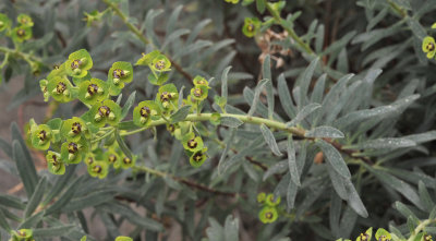 Euphorbia characias. Closer.jpg