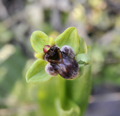 Ophrys bombyliflora Close-up.