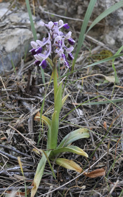 Anacamptis longicornu