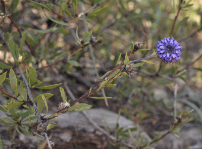 Globularia alypum