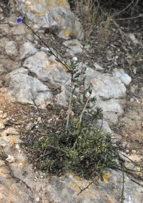 Globularia alypum