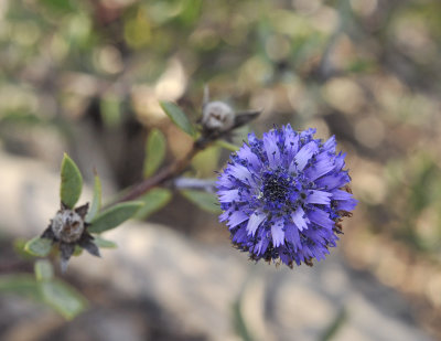 Globularia alypum. Close-up.