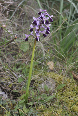 Anacamptis longicornu