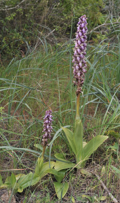 Himantoglossum robertianum